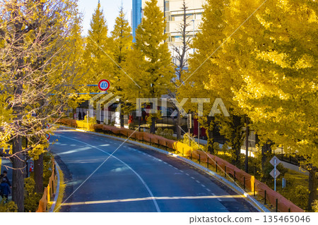 千馱谷週邊城市景觀，成排的黃色銀杏樹[秋季圖片] 135465046