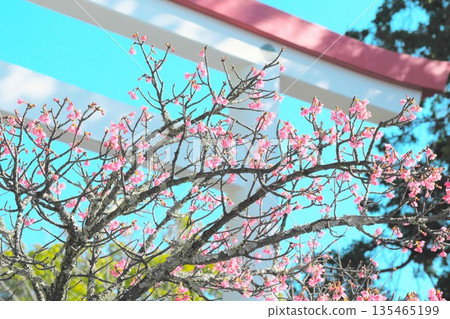 鎌倉神社的鳥居與早春櫻花 135465199