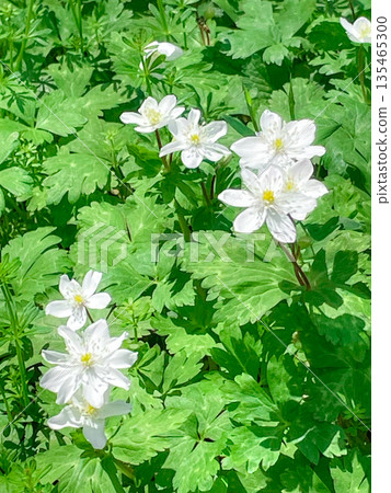 The wild lily of the valley growing in Akatsuka Park, Itabashi, Tokyo The wild lily of the valley growing in Akatsuka Park, Itabashi, Tokyo 135465300