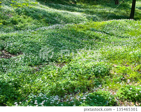 生長在東京板橋赤塚公園的野生鈴蘭 135465301