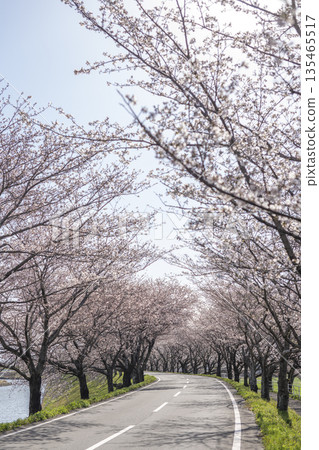 櫻花盛開的道路 櫻花盛開的道路 135465517