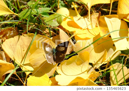 Fallen ginkgo leaves and Uraginshijimi butterfly Fallen ginkgo leaves and Uraginshijimi butterfly 135465623