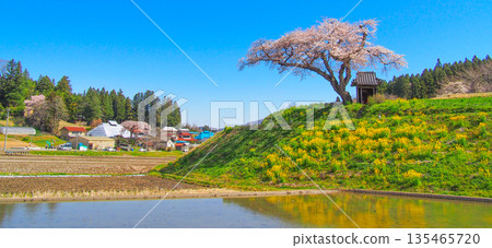 小澤櫻花：福島縣田村市著名的賞櫻勝地 135465720