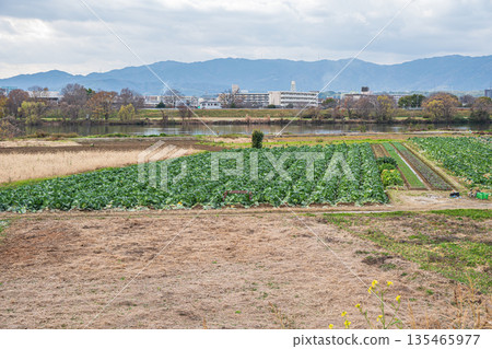 京都桂川河岸邊的菜地 135465977