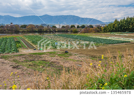 京都桂川河岸邊的菜地 135465978