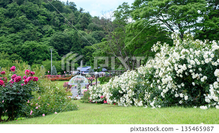 山形縣東澤玫瑰公園盛開的美麗玫瑰 135465987