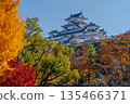 Himeji Castle and colorful autumn leaves and ginkgo trees 135466371