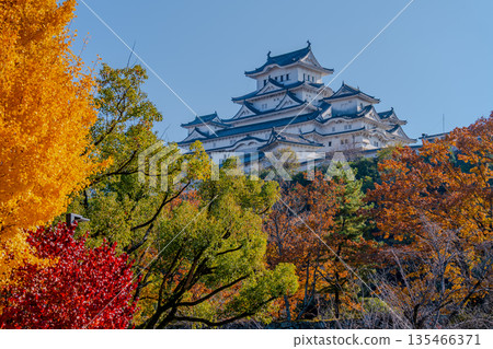 Himeji Castle and colorful autumn leaves and ginkgo trees 135466371