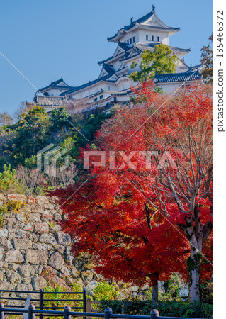 秋色籠罩下的姬路城，景色壯麗迷人。 135466372
