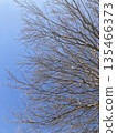 Fallen winter zelkova 135466373