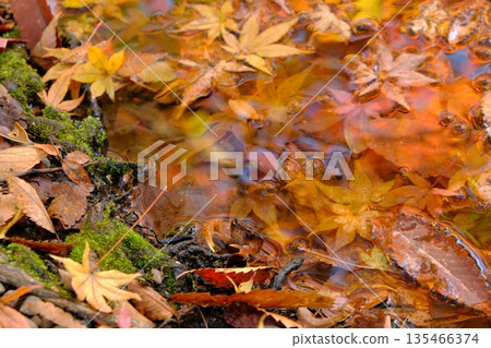 Waterside scenery with freshwater crabs and maple leaves Waterside scenery with freshwater crabs and maple leaves 135466374