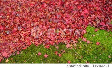 Japanese image material of moss and autumn leaves after the rain 135466421