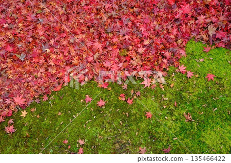 Japanese image material of moss and autumn leaves after the rain Japanese image material of moss and autumn leaves after the rain 135466422