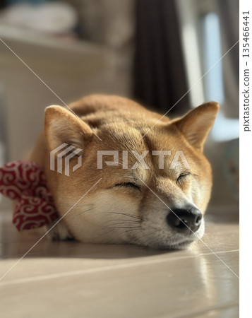 Mameshiba taking a nap Mameshiba taking a nap 135466441