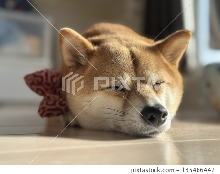 輕鬆的豆柴 135466442