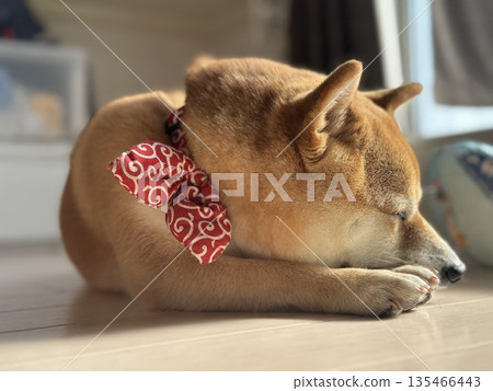 A Mameshiba sleeping after playing A Mameshiba sleeping after playing 135466443
