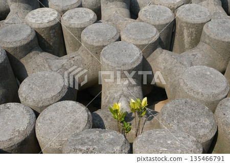 Wave-dissipating blocks and mangrove seedlings 135466791