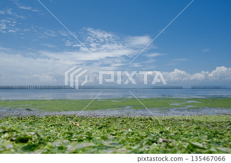 平靜的海景,退潮時海藻鋪滿海岸。 平靜的海景,退潮時海藻鋪滿海岸。 135467066