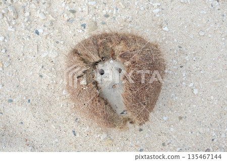 A washed-up fruit that looks like an afro-haired face A washed-up fruit that looks like an afro-haired face 135467144