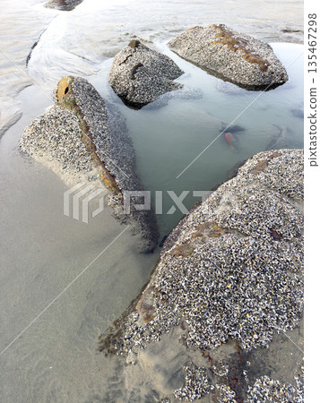A closeup shot of mussels on coastal rocks during low tide 135467298