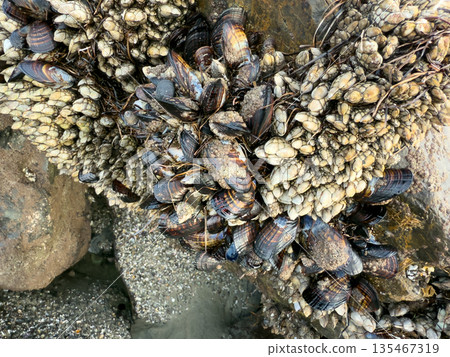A closeup shot of mussels on coastal rocks during low tide A closeup shot of mussels on coastal rocks during low tide 135467319