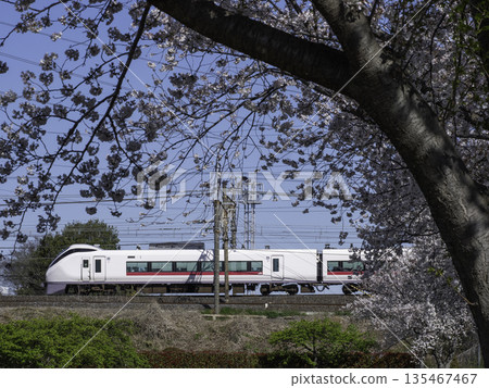 Joban Line Limited Express and Cherry Blossoms 135467467