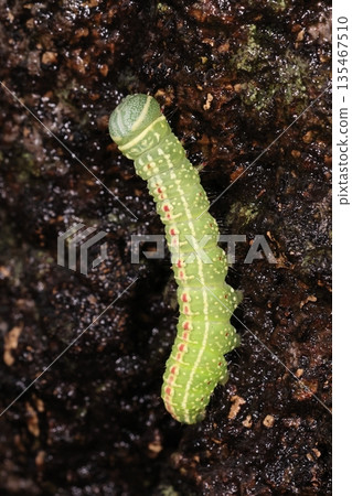 Living creatures, insects, Praia's blue stag beetle, a stylish final stage (fifth stage) larva. The red dotted line on the white edge stands out. 135467510