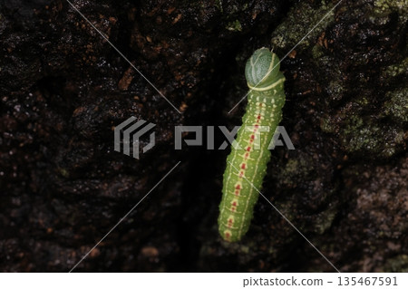 Living creatures, insects, Praia's blue orb-eater, in a wooded area in late June. The adult is quite plain, but... Living creatures, insects, Praia's blue orb-eater, in a wooded area in late June. The adult is quite plain, but... 135467591