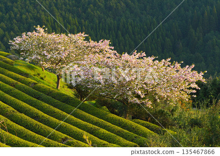 Cherry blossoms in Asagiri Town Cherry blossoms in Asagiri Town 135467866