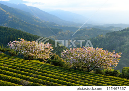 Cherry blossoms in Asagiri Town Cherry blossoms in Asagiri Town 135467867