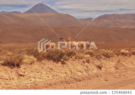 A wild vicuña walking through the Atacama Desert on a clear day A wild vicuña walking through the Atacama Desert on a clear day 135468043