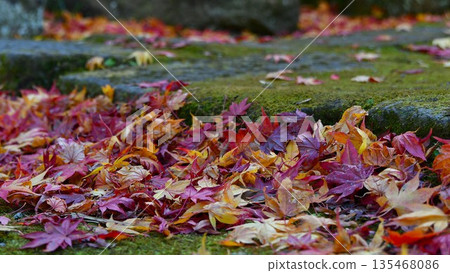 Autumn leaves falling on moss Autumn leaves falling on moss 135468086