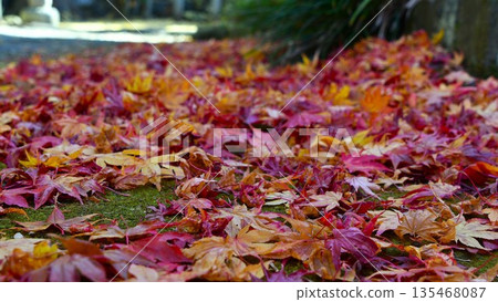 Autumn leaves falling on moss Autumn leaves falling on moss 135468087