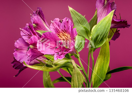 Pink Alstroemeria Peruvian Lily Flowers On Vibrant Pink Background 135468106