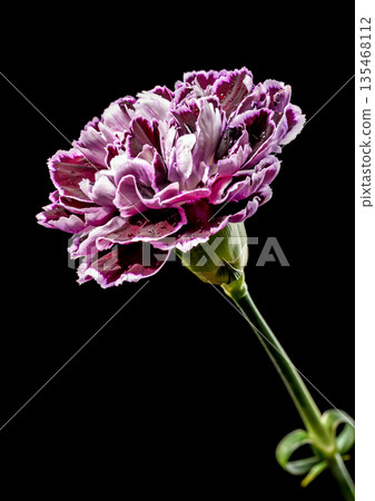 Purple Carnation Flower With Water Drops On Black Background 135468112