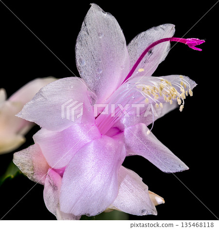 White Christmas Cactus Flowers With Pink Centers On Black Background 135468118