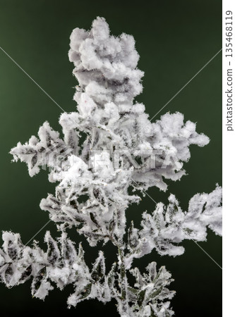 Frosted Winter Branch with Thick Snow Against a Green Background 135468119