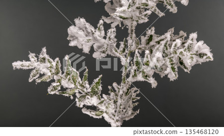 Evergreen Branch with Heavy White Snow on a Grey Background Evergreen Branch with Heavy White Snow on a Grey Background 135468120