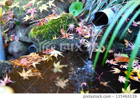 Autumn leaves floating in water Autumn leaves floating in water 135468139