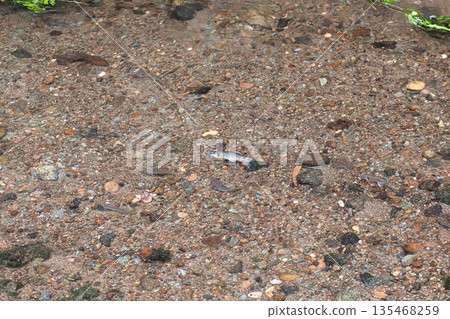 產卵的小魚 135468259