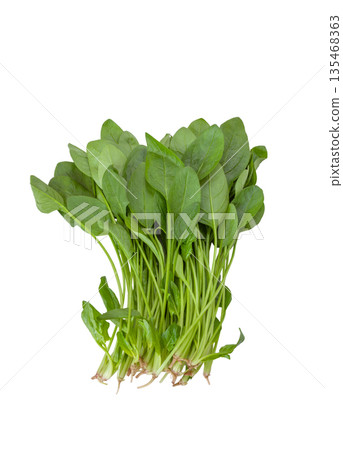 低酸沙拉菠菜[水耕栽培] 135468363