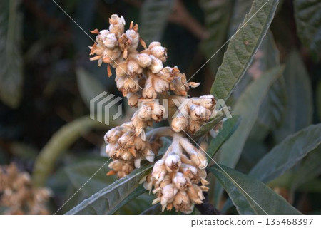 Loquat tree flower 135468397