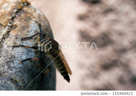 Horsefly resting on a rock Horsefly resting on a rock 135468423