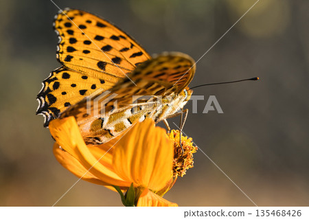 Butterflies smoking nectar 135468426