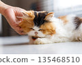 Calico Long-Haired Cat Being Gently Petted While Resting 135468510