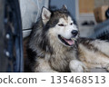 Close-up of Siberian Husky a wet fluffy dog with calm expression 135468513