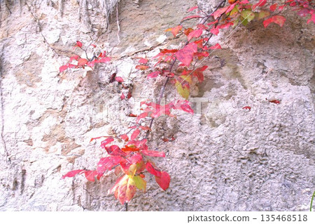 Autumn ivy growing on rocks Autumn ivy growing on rocks 135468518