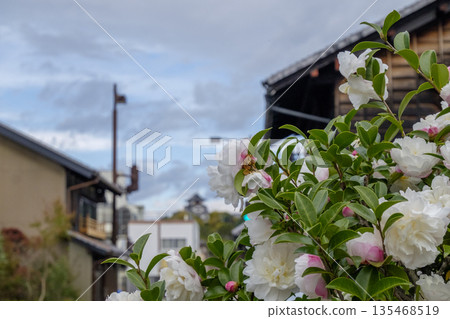 A castle town with blooming camellias and Inuyama Castle (Inuyama City, Aichi Prefecture) 135468519