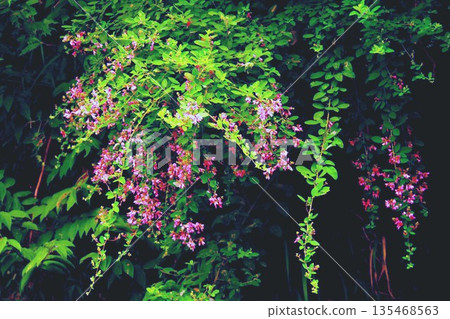 七Ha花的七種草藥 135468563