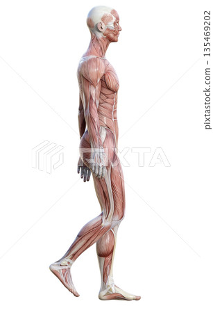 肌肉解剖圖，站立男性人體模型的三維插圖，全身側視圖 135469202